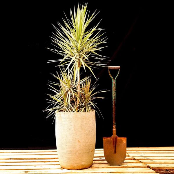 Potted -  Dracaena Marginata