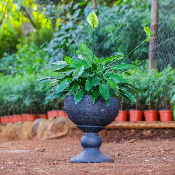 Potted - Peace Lily
