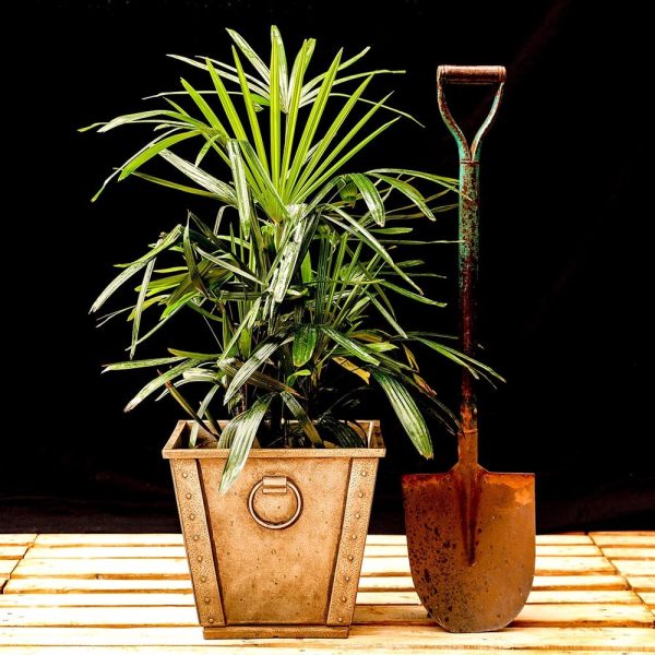 Potted - Lady Palm