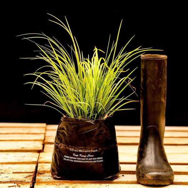Variegated Carex grass
