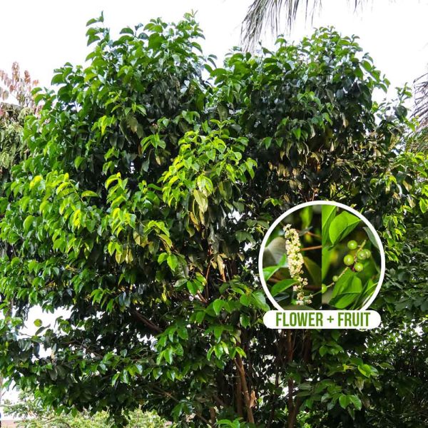 Prunus Serotina - Black Cherry