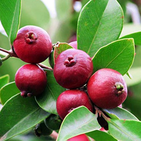 Cherry guava / strawberry guava