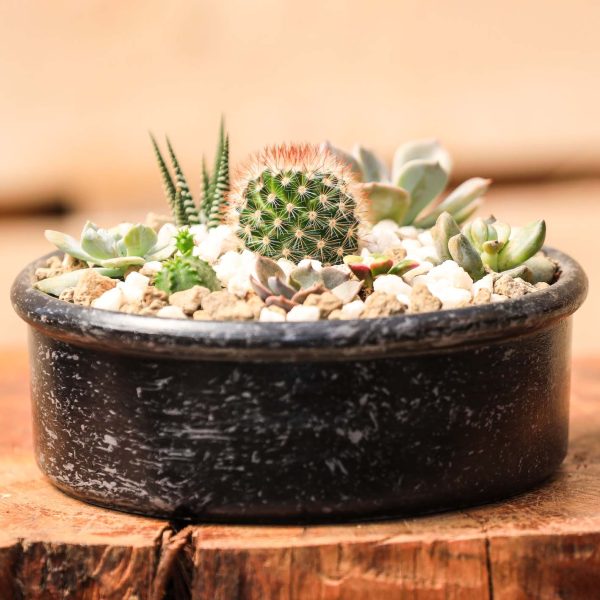 Mixed Cactus and Succulents Design