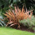 Phormium rainbow queen (Dwarf Phormium)