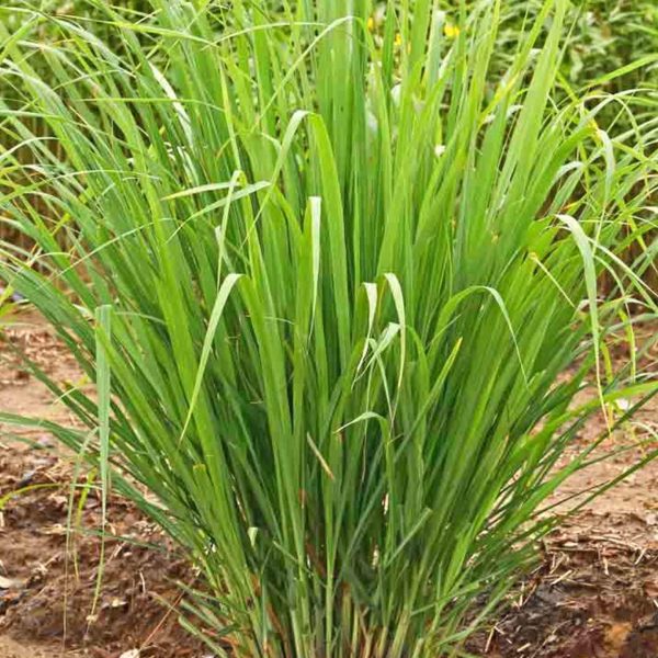 Cymbopogon (Lemon grass)