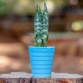 Potted - Sanseveria Trifasciata
