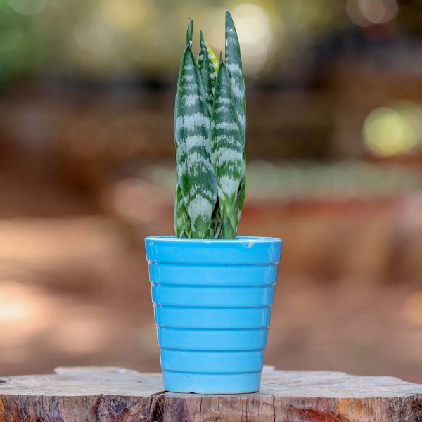 Potted - Sanseveria Trifasciata