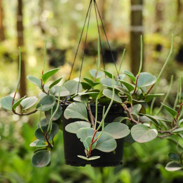 Peperomia  - Hanging