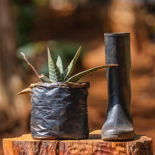Aloe Spp - Image 2