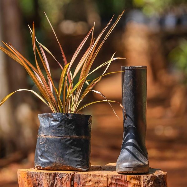 Phormium rainbow queen (Dwarf Phormium) - Image 2