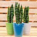 Potted - Sanseveria Trifasciata - Image 2