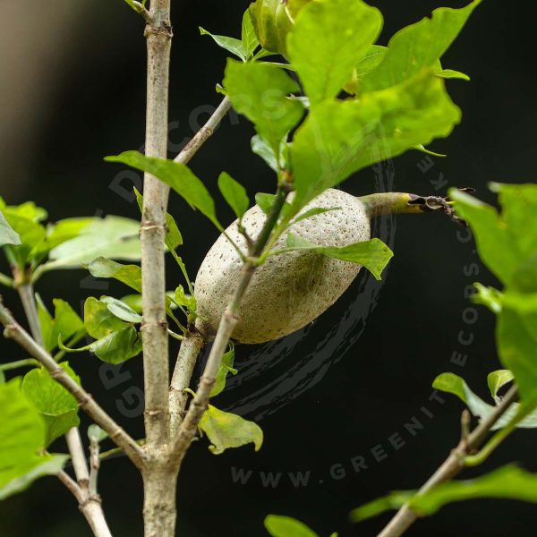 Gardenia Volkansii - Image 3