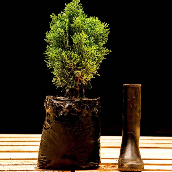 Emerald Green Thuja - Image 3