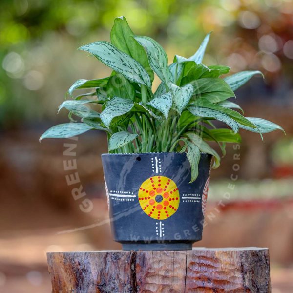 Aglaonema - Image 4