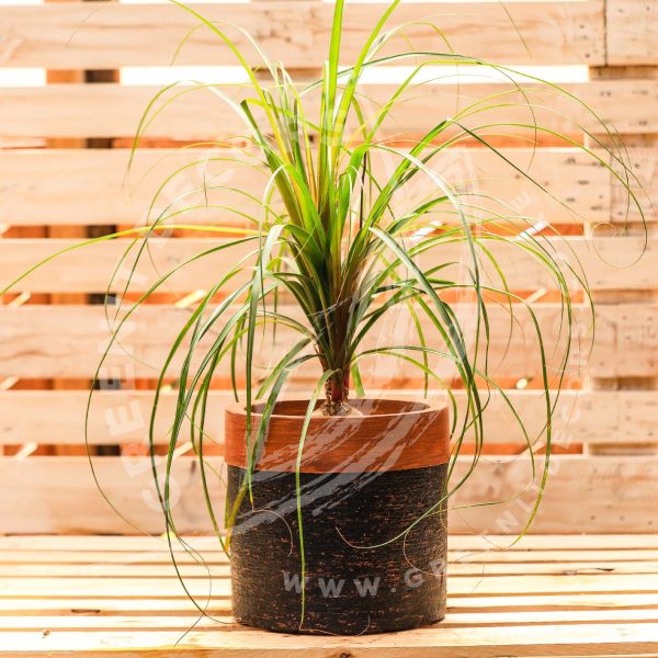 Beaucarnea Recurvata - Ponytail palm - Image 4