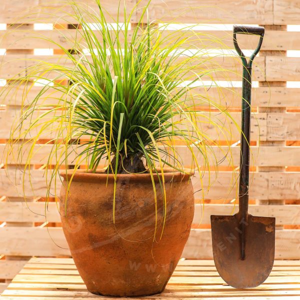 Beaucarnea Recurvata - Ponytail palm - Image 5