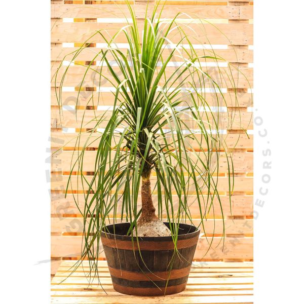 Beaucarnea Recurvata - Ponytail palm - Image 6