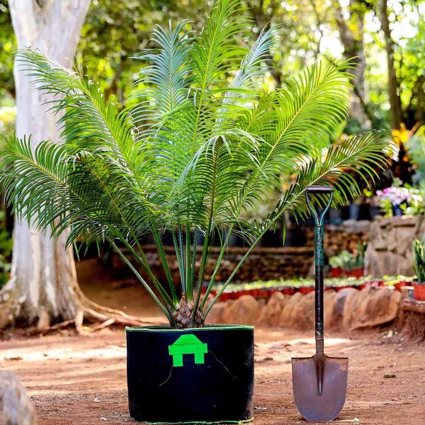 Cycas thouarsii  - Madagascar Sago