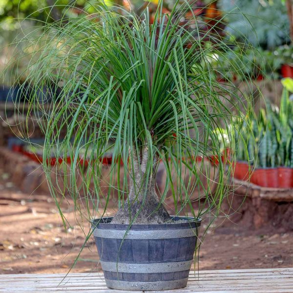 Potted Ponytail Palm