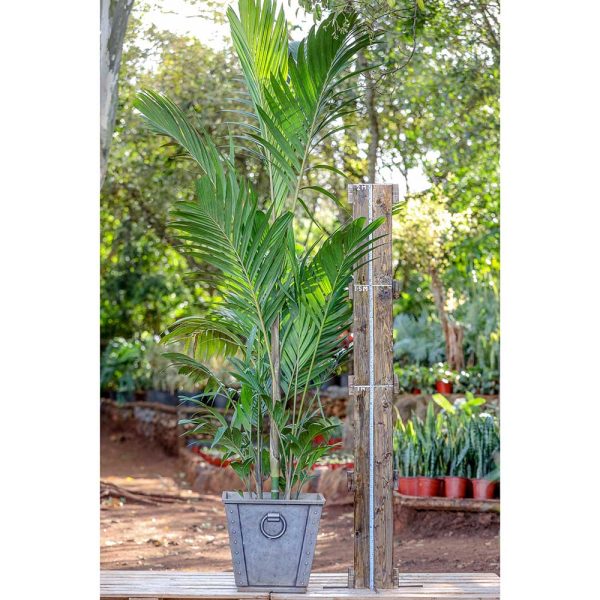 Potted Pinanga Palm