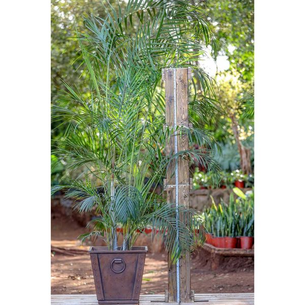 Potted - Golden Palm