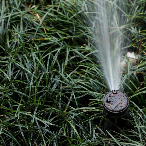 Mondo Grass - Ophiopogon Japonicus