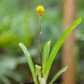 Aechmea Calycuta