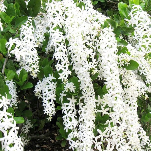 Petrea Volubilis Alba ( White Queen's Wreath)
