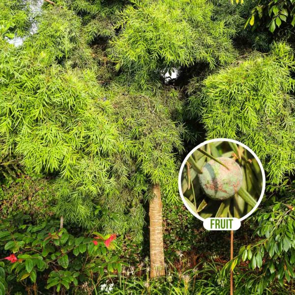 Podocarpus Falcatus - Ornamental / Wood