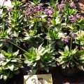 Callisia Warszewicziana - Purple Roseling