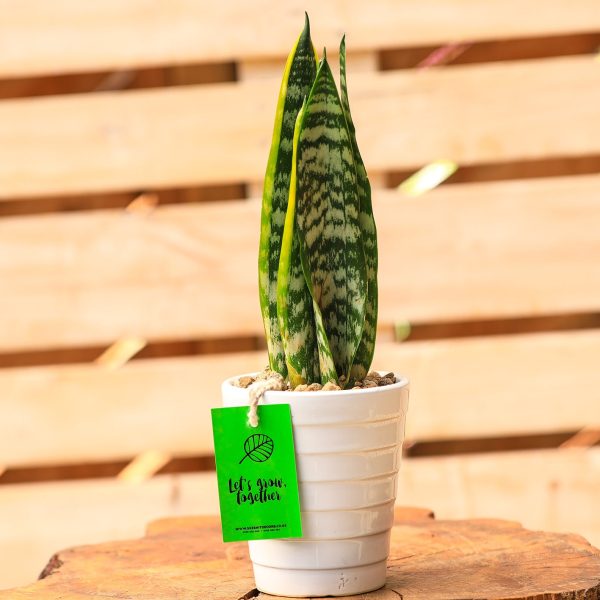 Potted - Sanseveria Trifasciata