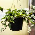 Hoya Carnosa