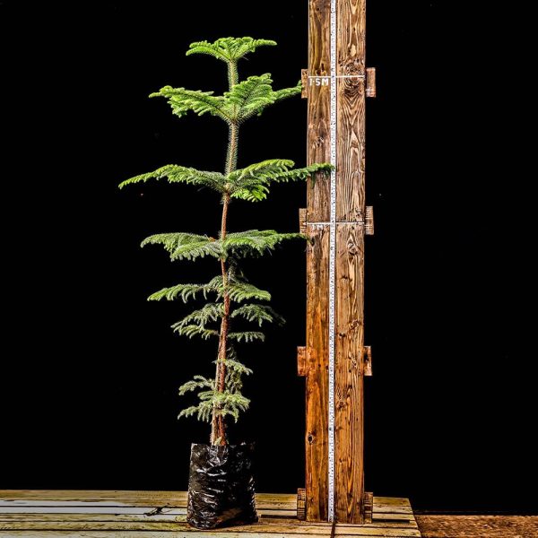 Araucaria - Image 2