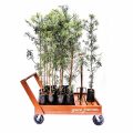 Podocarpus Falcatus - Ornamental / Wood - Image 3