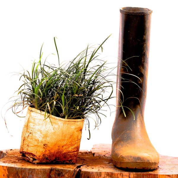 Mondo Grass - Ophiopogon Japonicus - Image 2