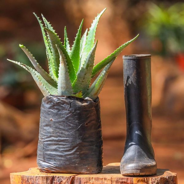 Aloe Spp - Image 2