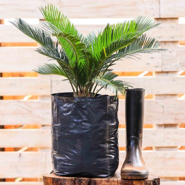 Cycas Revoluta (Japanesa Sago Palm) - Image 2