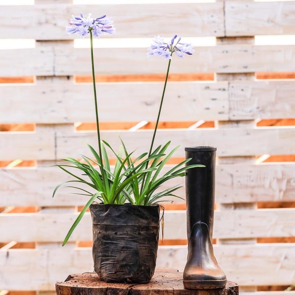 Agapanthus Praecox Dwarf Blue - Image 2