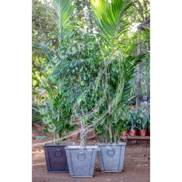 Potted Pinanga Palm - Image 2