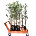 Podocarpus Falcatus - Ornamental / Wood - Image 2