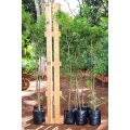 Podocarpus Falcatus - Ornamental / Wood - Image 4