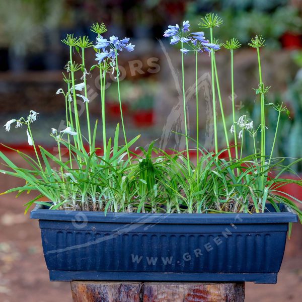 Agapanthus Praecox Dwarf Blue - Image 3