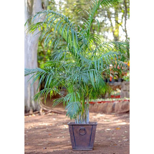 Potted - Golden Palm - Image 3