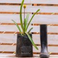 Aechmea Calycuta - Image 3