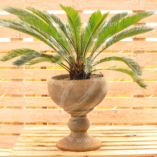 Cycas Revoluta (Japanesa Sago Palm) - Image 5