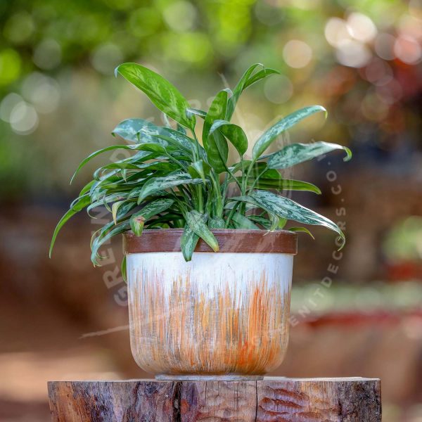 Aglaonema - Chinese evergreen - Image 6