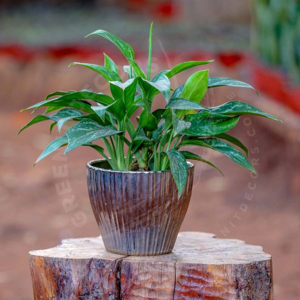 Aglaonema - Chinese evergreen - Image 7