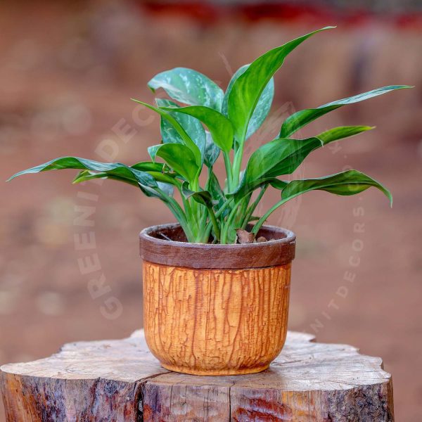 Aglaonema - Chinese evergreen - Image 8