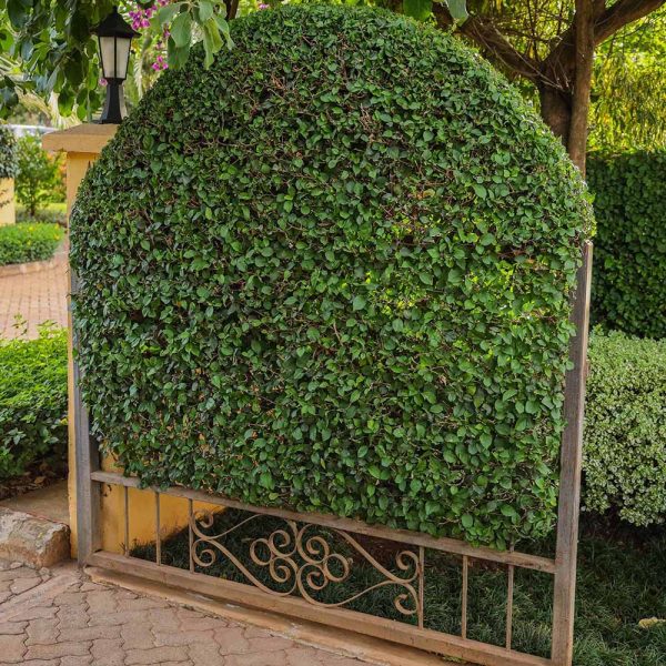 Bougainvilleas - Elizabeth Angus