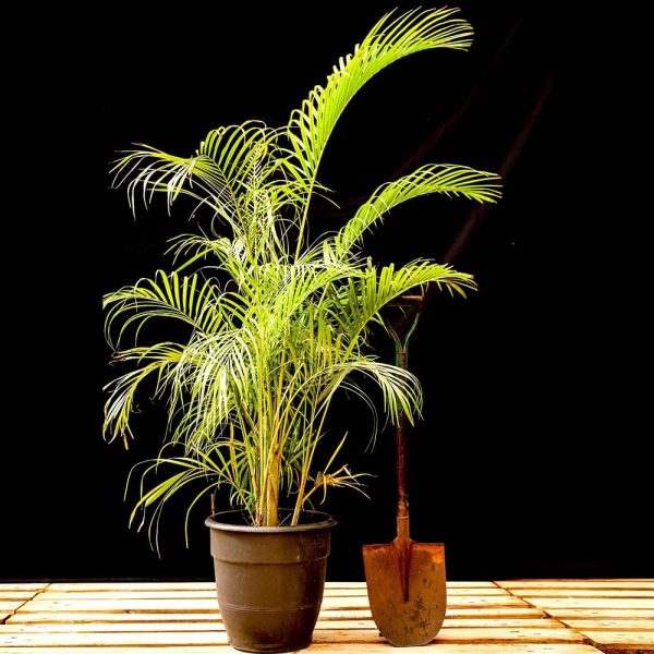 Potted - Golden Palm